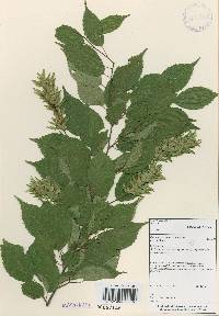 Carpinus laxiflora image