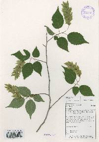 Carpinus laxiflora image