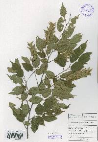 Carpinus laxiflora image