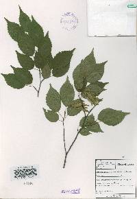 Carpinus laxiflora image