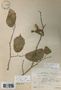 Corylus sieboldiana var. mandshurica image