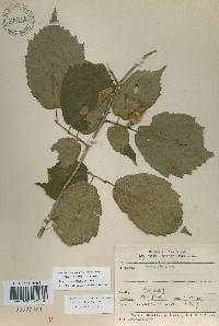 Corylus sieboldiana var. mandshurica image