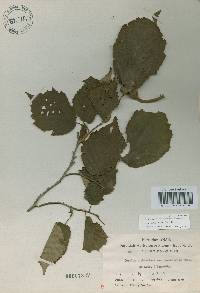 Corylus sieboldiana var. mandshurica image