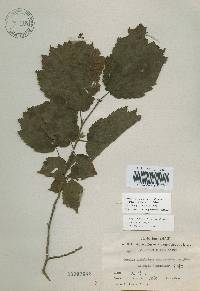 Corylus sieboldiana var. mandshurica image