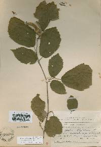 Corylus sieboldiana var. mandshurica image