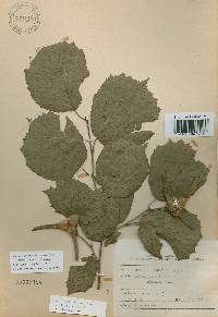 Corylus sieboldiana var. mandshurica image