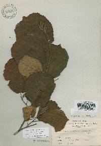 Corylus sieboldiana var. mandshurica image