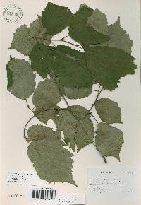 Corylus sieboldiana var. mandshurica image