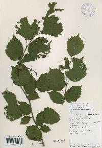 Corylus sieboldiana var. mandshurica image