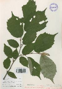 Corylus sieboldiana var. mandshurica image