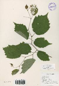 Corylus sieboldiana var. mandshurica image