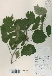 Corylus sieboldiana var. mandshurica image