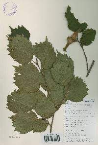 Corylus sieboldiana var. mandshurica image