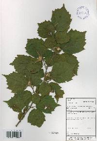 Corylus sieboldiana var. mandshurica image