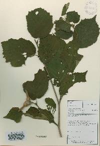 Corylus sieboldiana var. mandshurica image