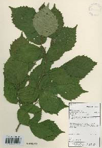 Corylus sieboldiana var. mandshurica image