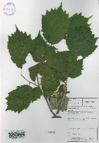 Corylus sieboldiana var. mandshurica image