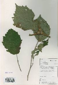 Corylus sieboldiana var. mandshurica image