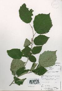 Corylus sieboldiana var. mandshurica image