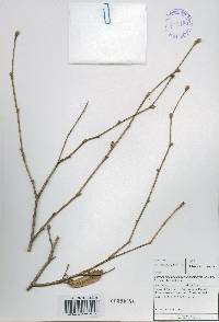 Corylus sieboldiana var. mandshurica image