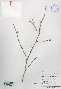 Corylus sieboldiana var. mandshurica image