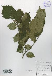 Corylus sieboldiana var. mandshurica image