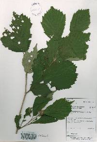 Corylus sieboldiana var. mandshurica image