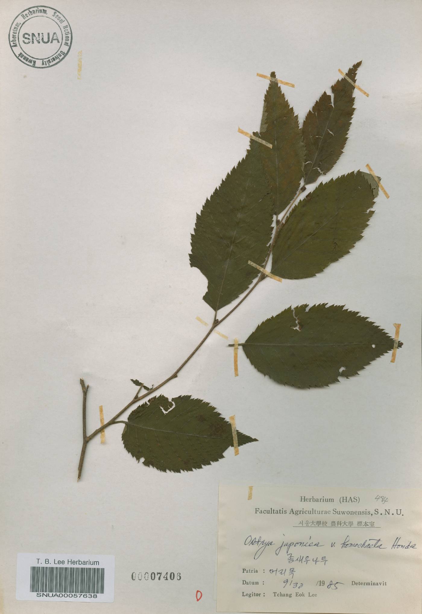 Ostrya image