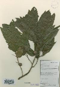 Quercus acutissima image