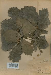 Quercus fabri image