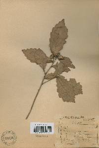 Quercus fabri image