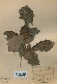 Quercus fabri image