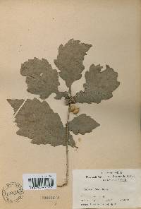 Quercus fabri image