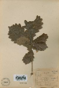 Quercus fabri image