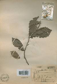 Quercus fabri image