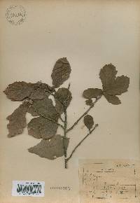 Quercus fabri image