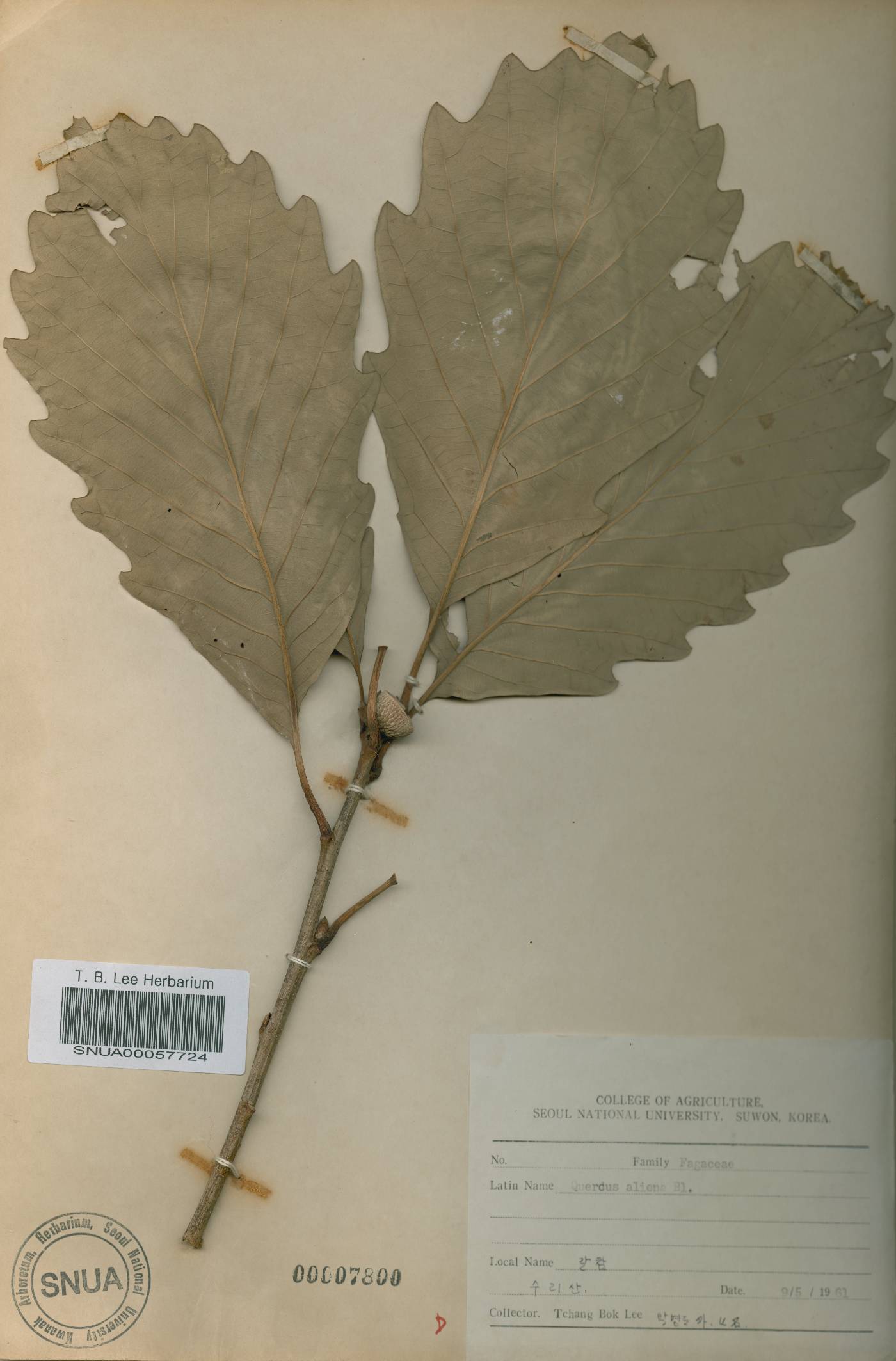 Quercus fabri image