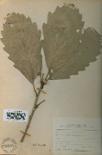 Quercus fabri image