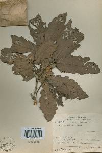 Quercus fabri image