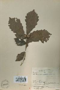 Quercus fabri image