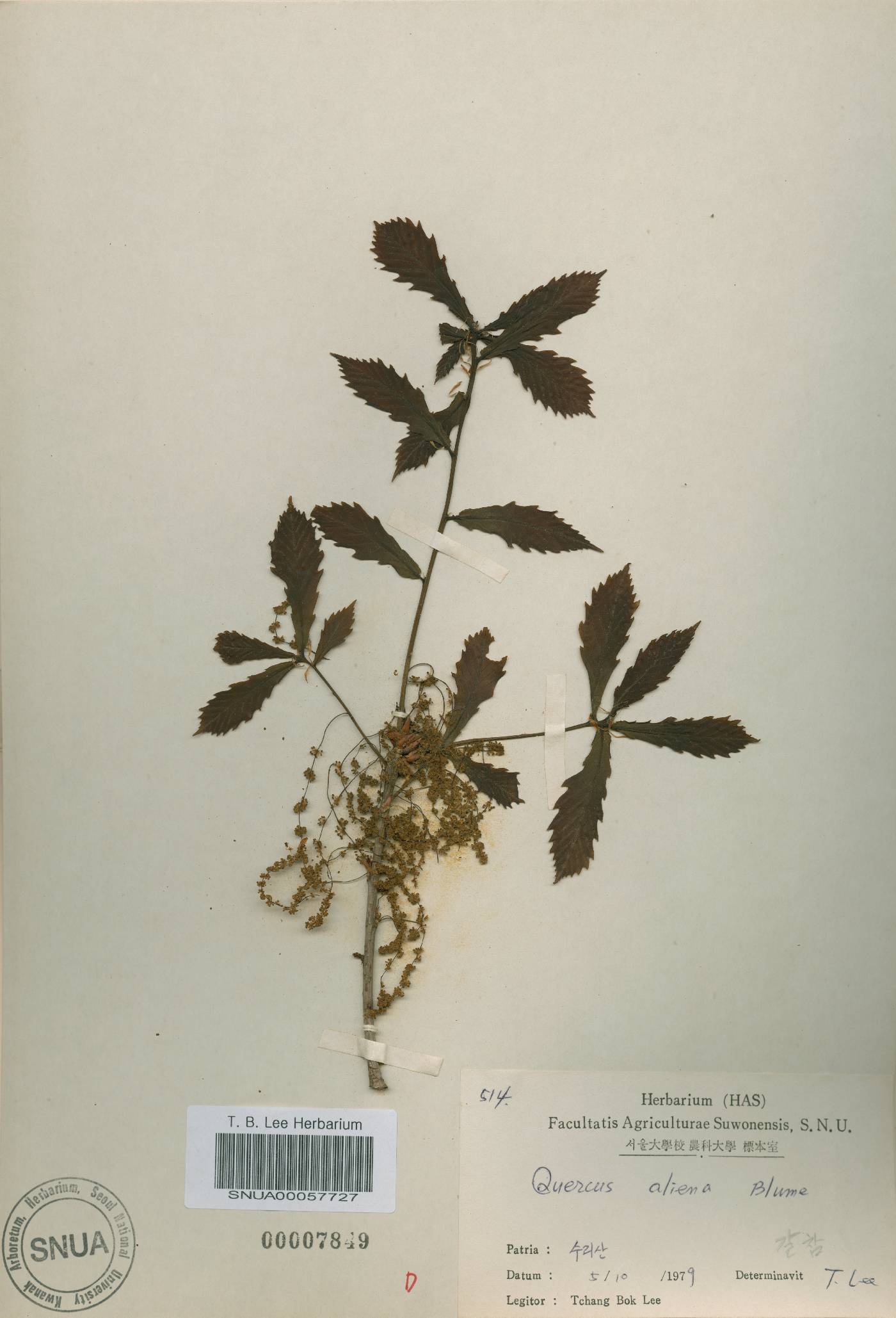 Quercus fabri image