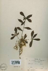 Quercus fabri image