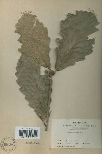 Quercus fabri image