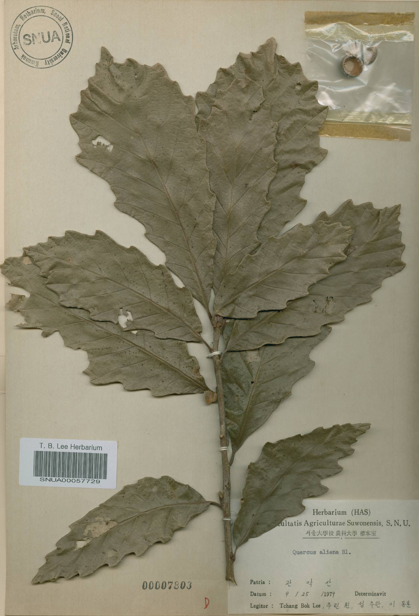 Quercus fabri image