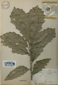 Quercus fabri image