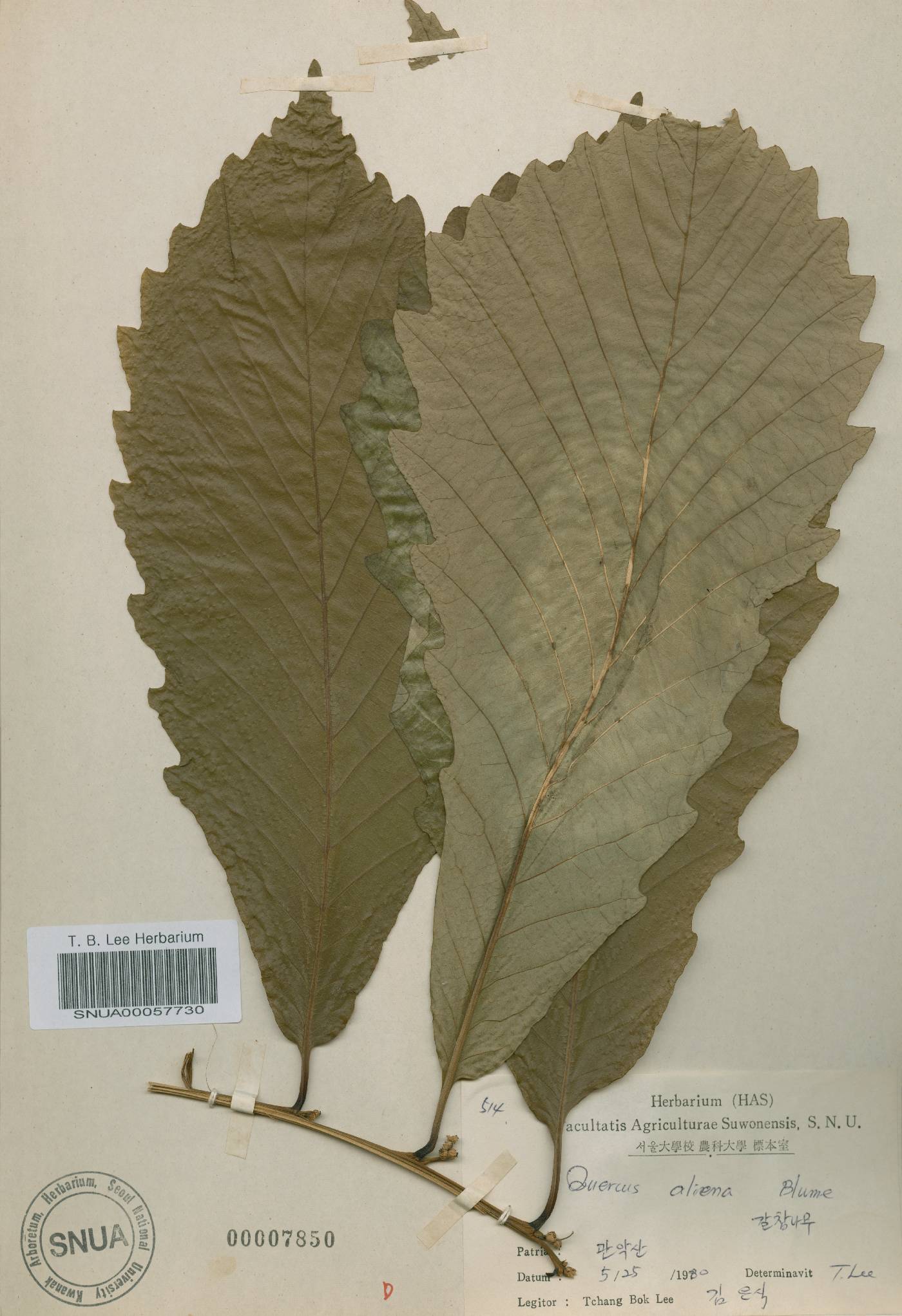 Quercus fabri image