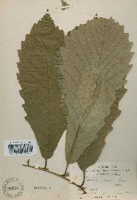 Quercus fabri image