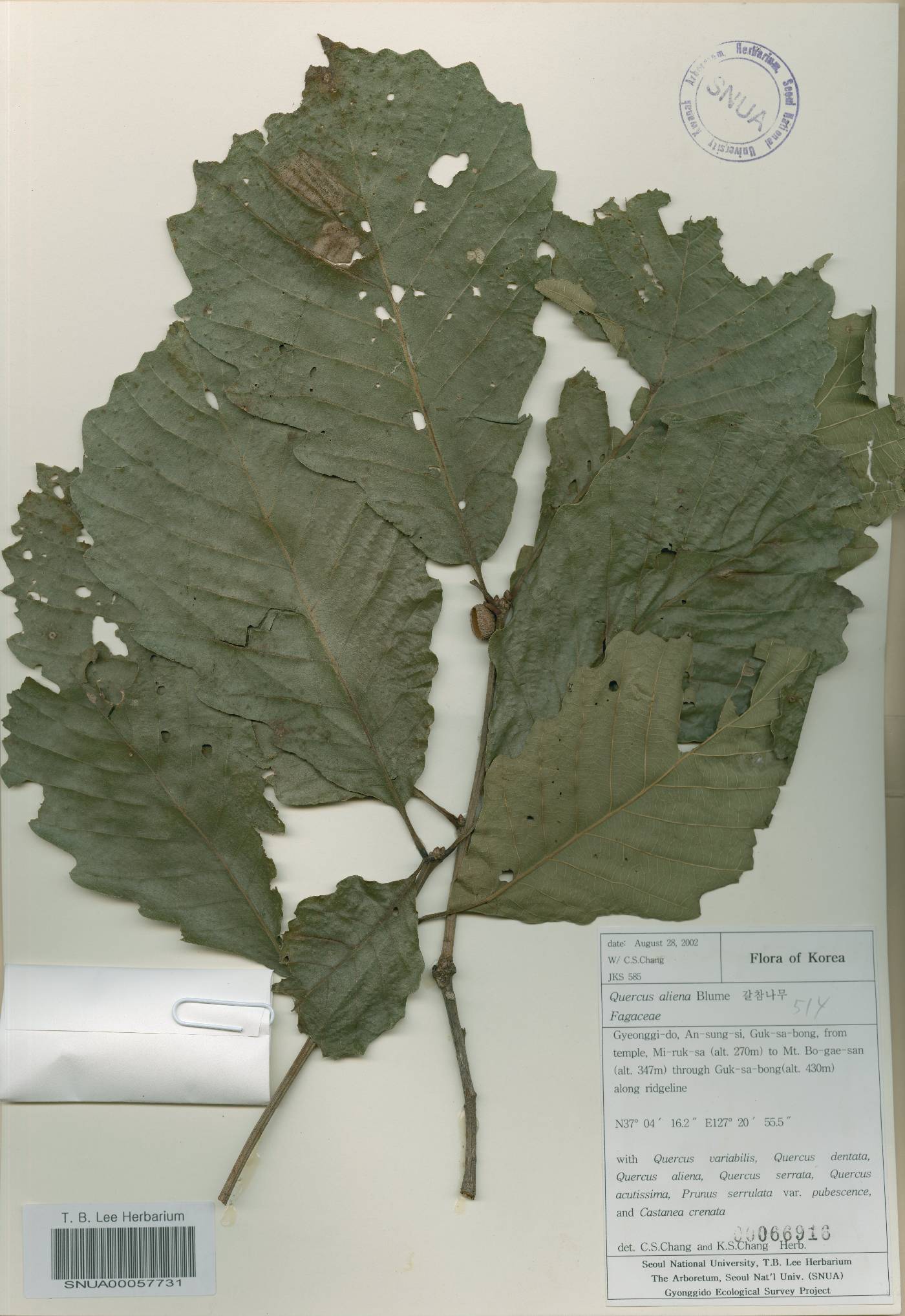 Quercus fabri image