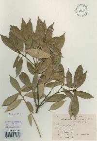 Image of Quercus gilva