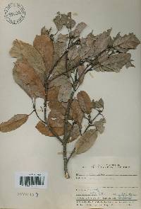 Quercus glauca image